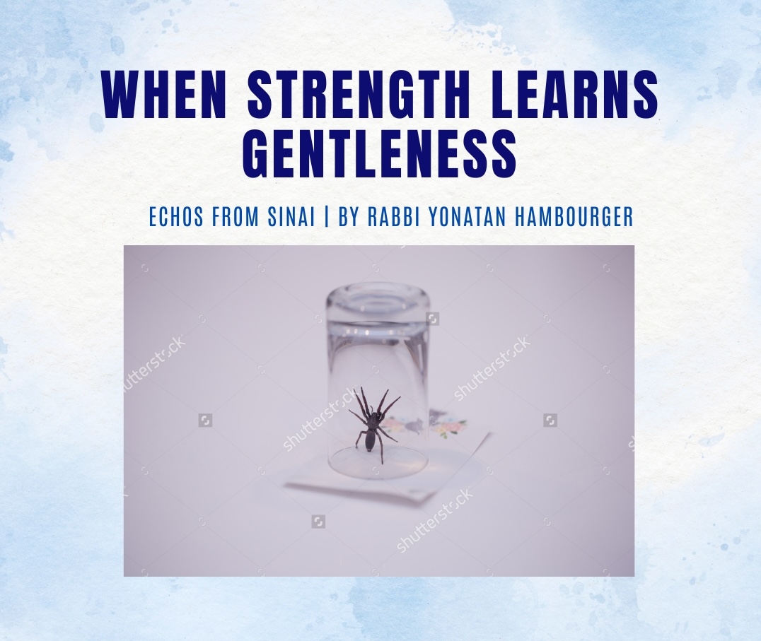 When Strength Learns Gentleness