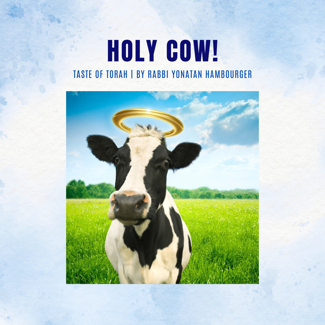 Holy Cow!